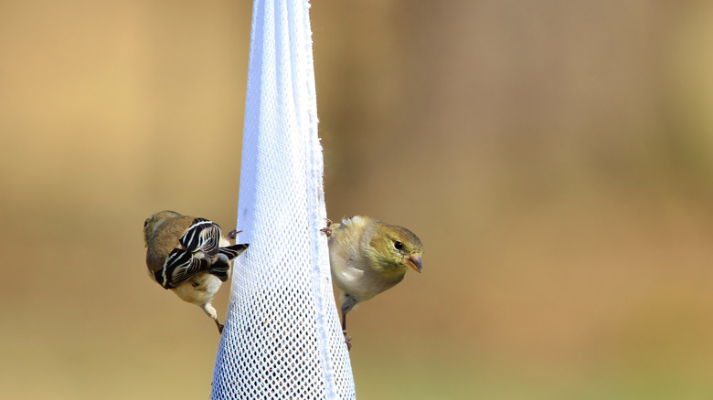 Finches pluck seed out of a sock bird feeder they are perched on