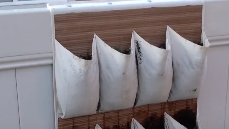 Shoe caddy filled with dirt for planting hanging over the edge of a garden bed or white fence
