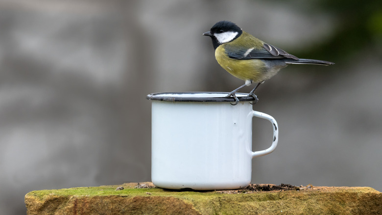 Bird sitting on travel mug outside on a winter day