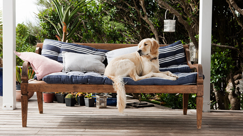 dog on deck furniture