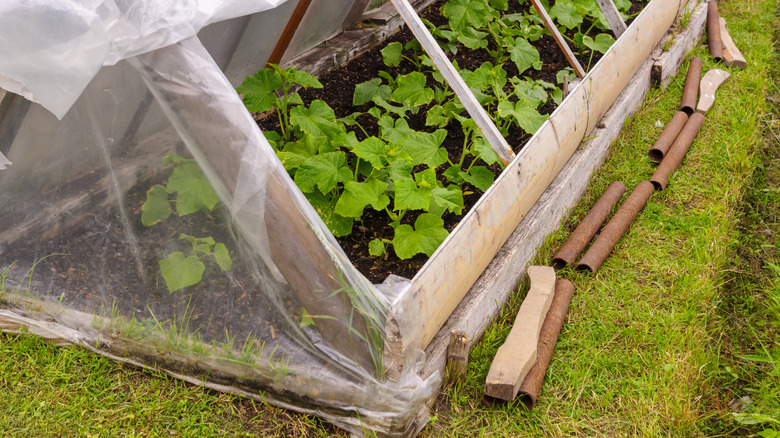 angled cold frame with open plastic and poles on the ground near it