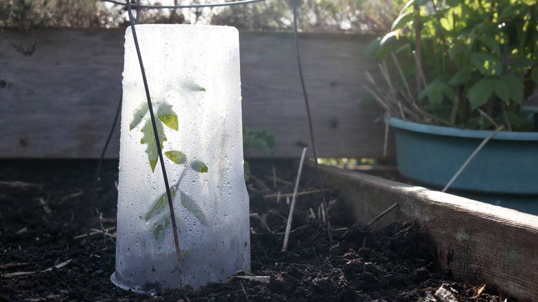 plastic container over a young tomato plant
