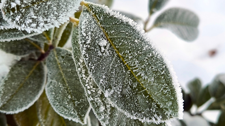 white frost on green leaves