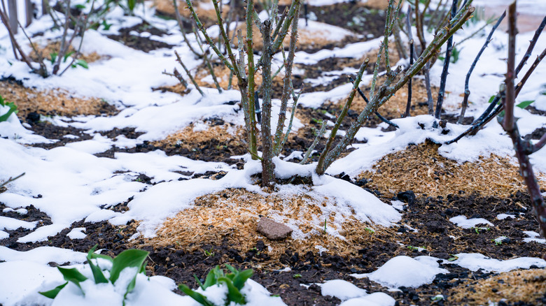 mounds of mulch around rose bushes covered in snow