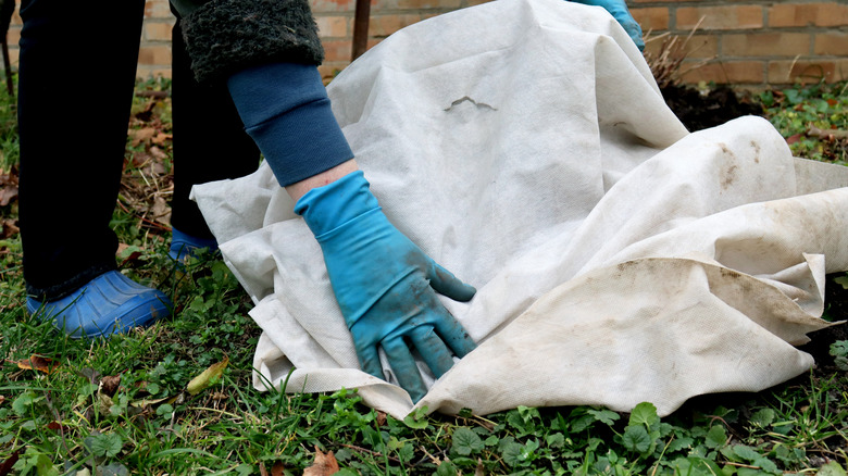 gloved hands placing fabric over a plant in a garden