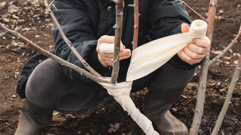 Gardener wrapping bandage strips around a young tree