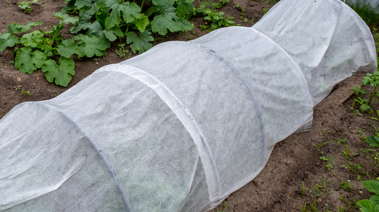 row of plants covered in a garden hoop tunnel