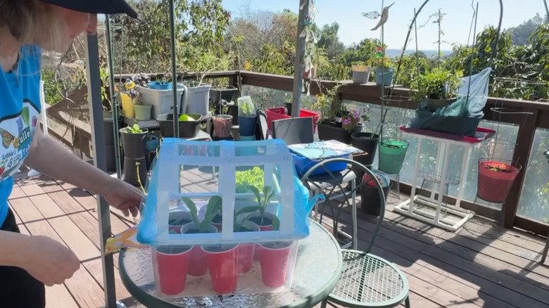 A woman standing over a seedling starter in a storage bin with mesh fabric over top.