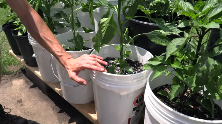 A series of white plastic buckets being used as planters sitting on a raised deck.