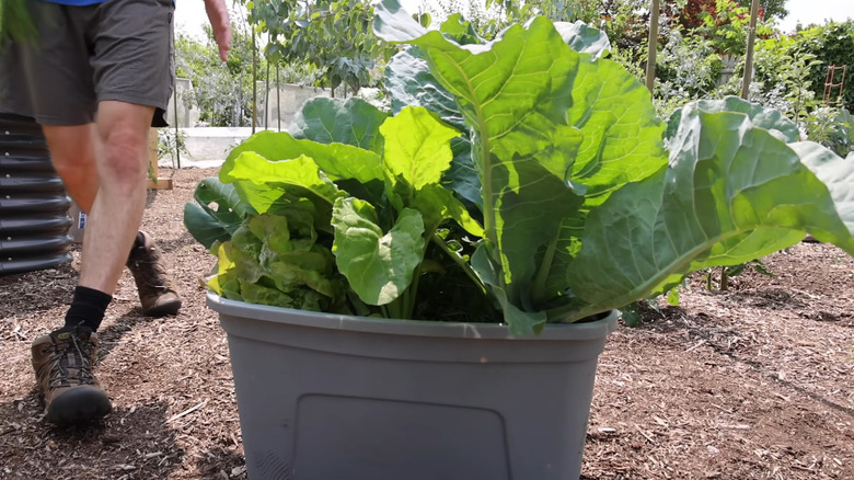 An large plastic storage tote with large leafy greens growing out of them.