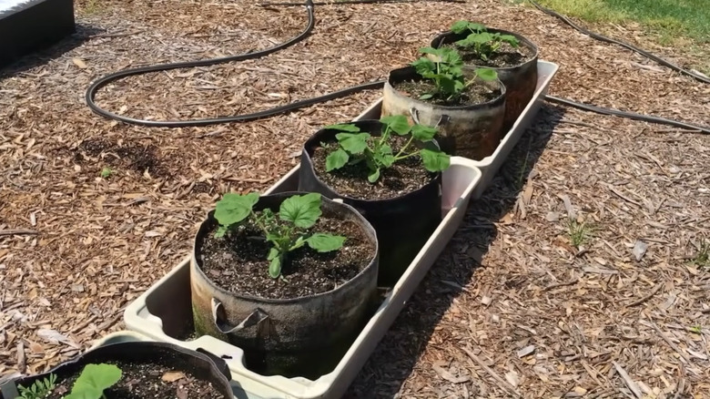 Plants in grow bags set inside plastic storage trays.