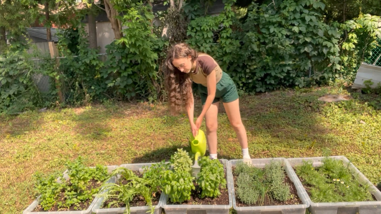 Woman watering shallow raised, herb garden beds in the yard.