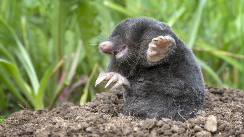 A mole emerging from its hole