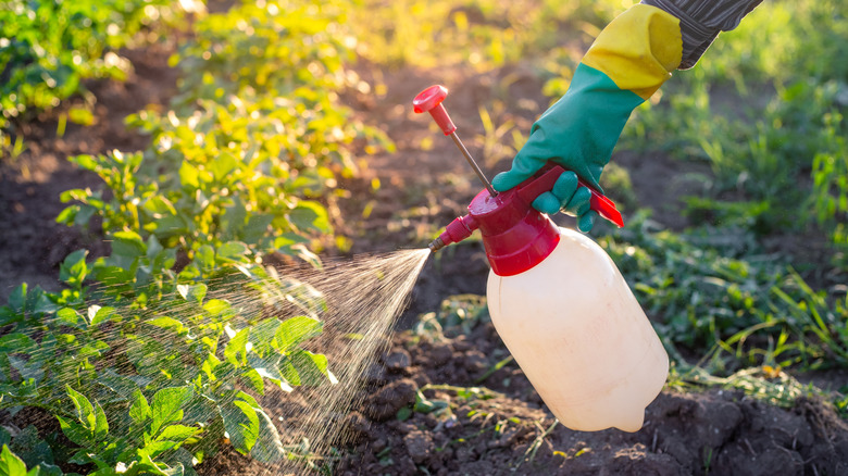 A gardener dousing plants with a sprayer