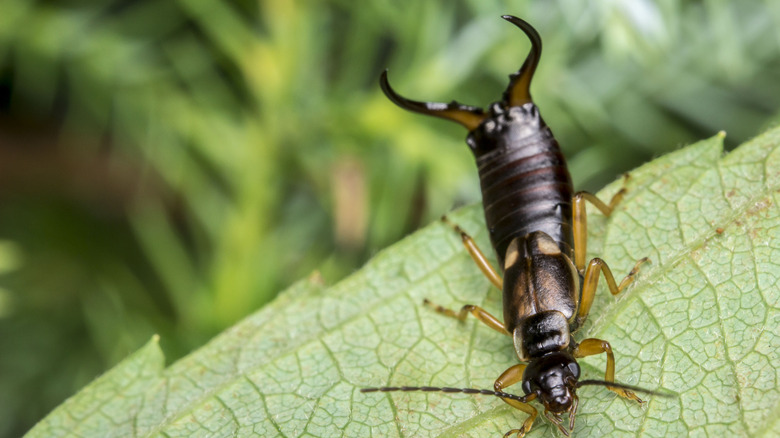 An earwig on a green leaf