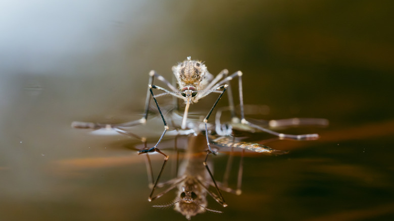 A mosquito on the surface of water