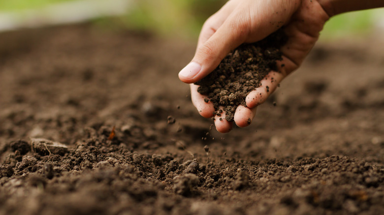 A gardener's hand sampling soil in the ground