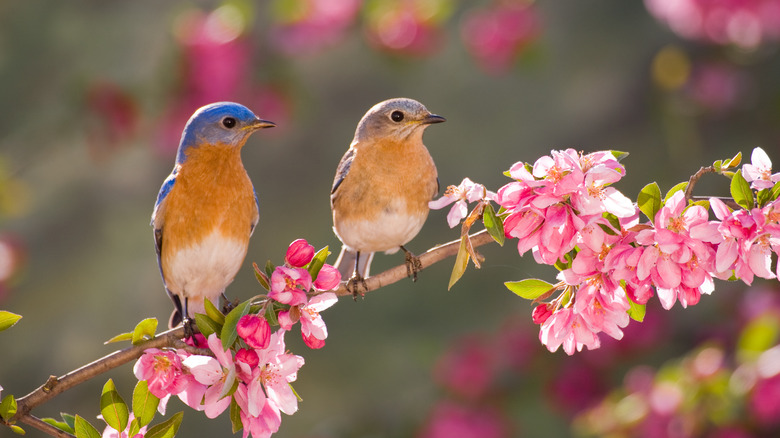 Birds sitting on pink flowered branch