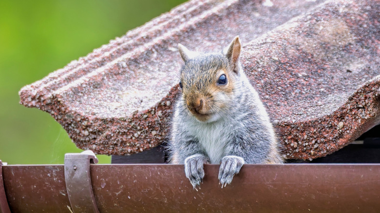 A grey squirrel perched in a brown gutter