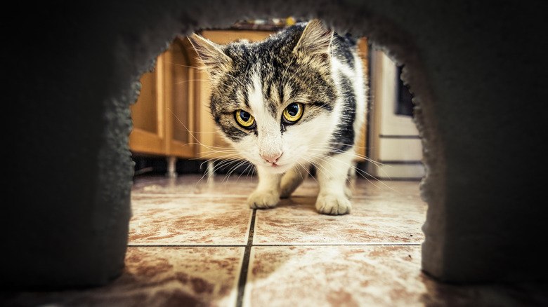 A cat looks through a mouse hole in a kitchen