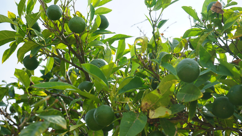 The bitter orange tree with unripe oranges in the sun.
