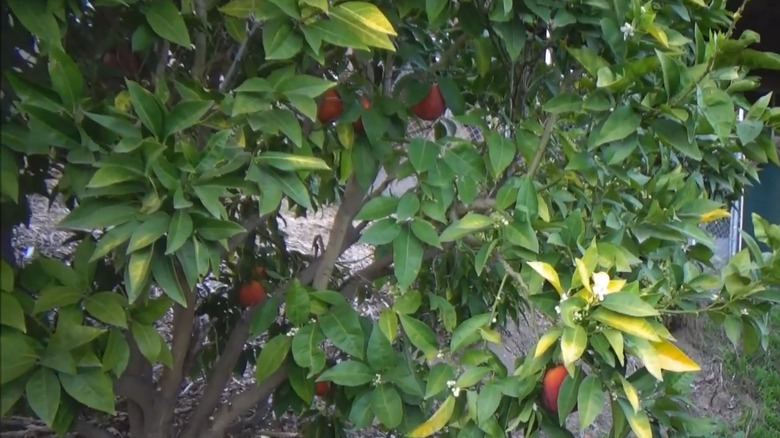 A blood orange tree in a garden near a metal fence.