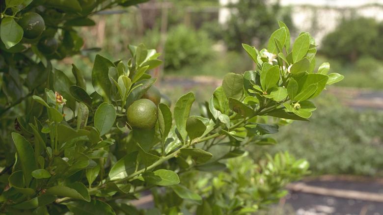 The green fruit of the calamondin orange tree.