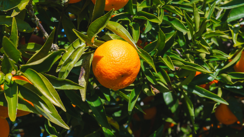 Large clementine oranges growing on a tree in the sunlight.