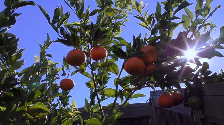 Dancy oranges growing on a dancy tree with the sun glowing from behind.