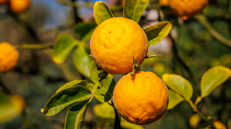 A pair of hardy oranges in the golden light of sunset.