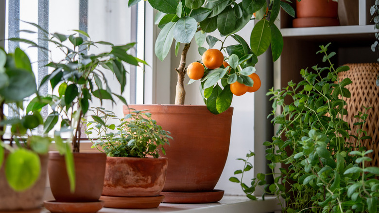 An young orange tree being grown in a terracotta pot next to other plants.