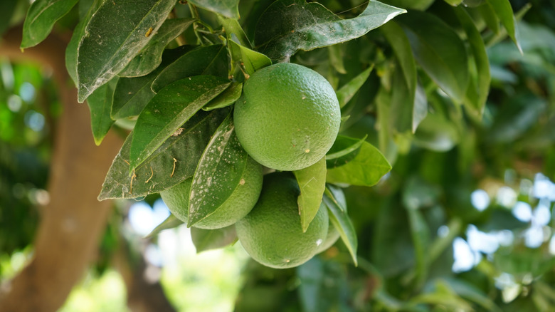 A trio of unripe sweet oranges on a sweet orange tree.