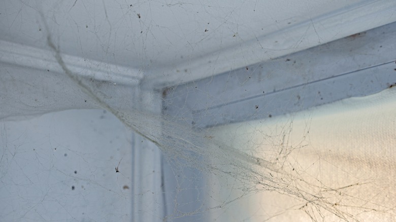 Cobwebs and other debris on the ceiling near the corner