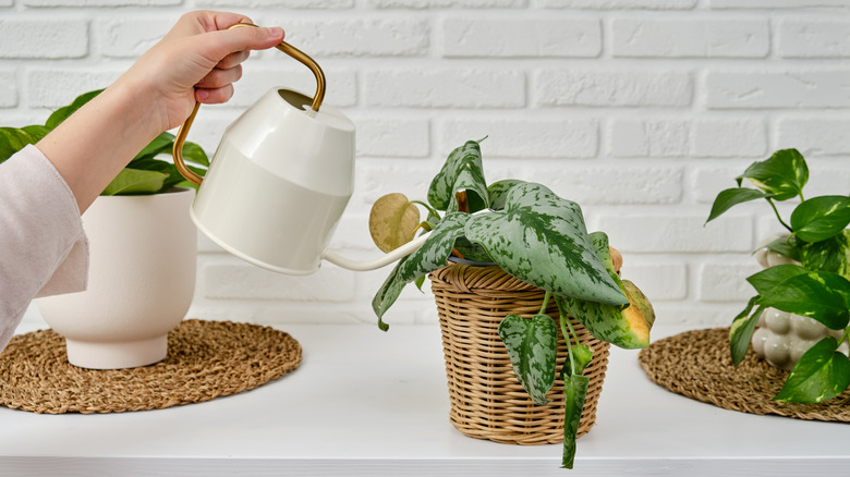 Person watering a withered houseplant