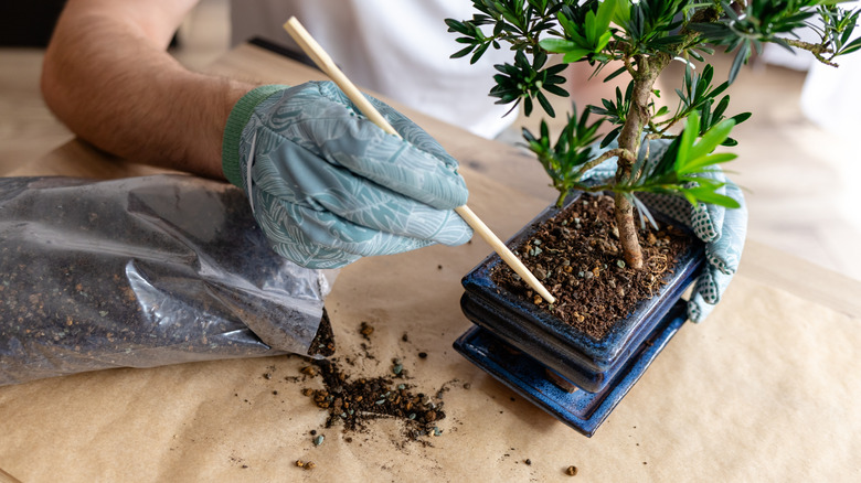 Person aerating soil with a stick