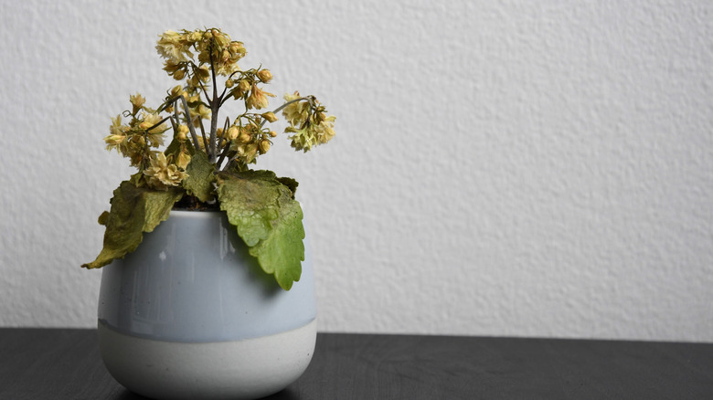 Houseplant dying and looking stressed