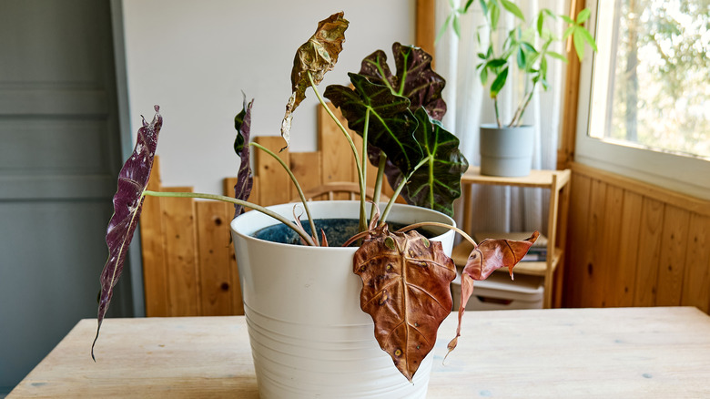 Diseased and damaged houseplant in container