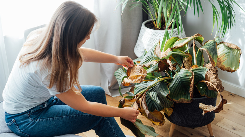 Young person examining the leaves of a unhealthy houseplant
