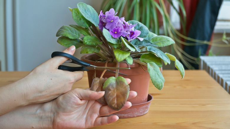Someone pruning damaged and dying leaves off a houseplant