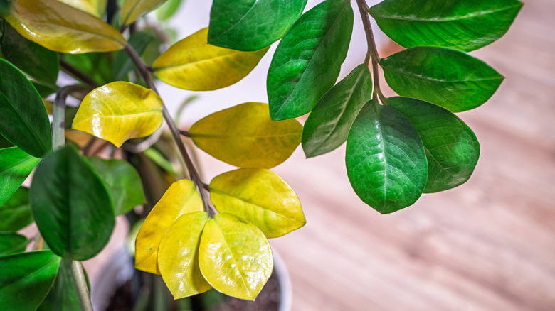 ZZ plant with yellowing leaves showing signs of overwatering