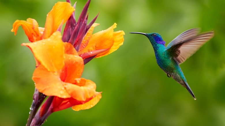 hummingbird feeding from flowers