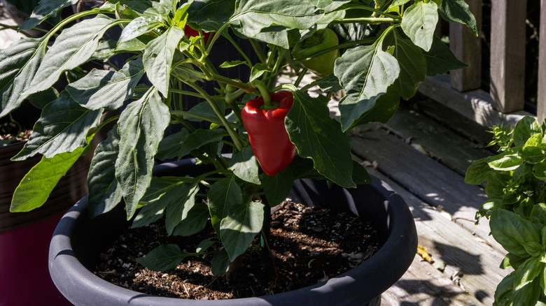 Healthy bell pepper plant in black pot