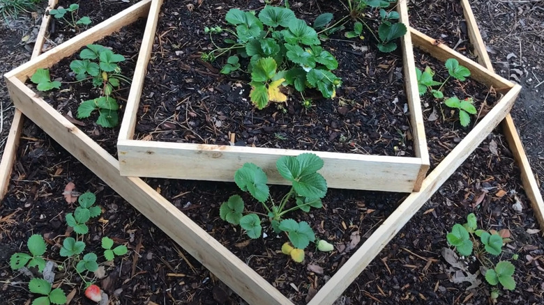Young strawberry plant in tiered planter with coffee ground fertilizer