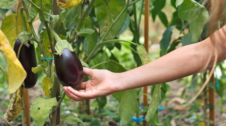 Hand cupping a ripe eggplant in garden