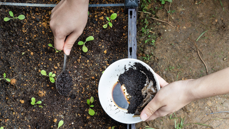 Person scooping coffee grounds into young vegetable garden