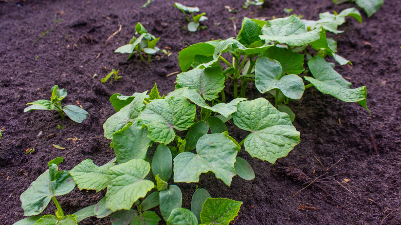 Cucumber vine on fresh garden soil
