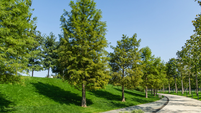 A line of bald cypress trees alongside a concrete walking path in a park