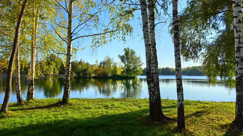Various heritage river birch trees along a river