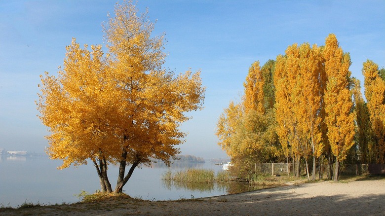 Hybrid poplar trees with yellow fall leaves along a river