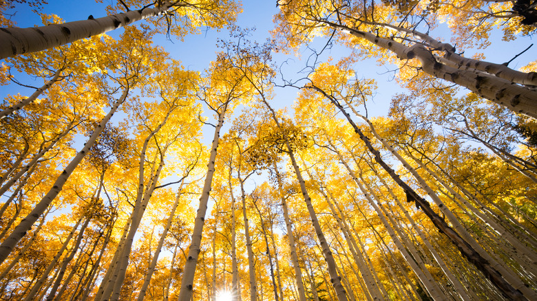 A ground-up image of quaking aspen trees with yellow leaves